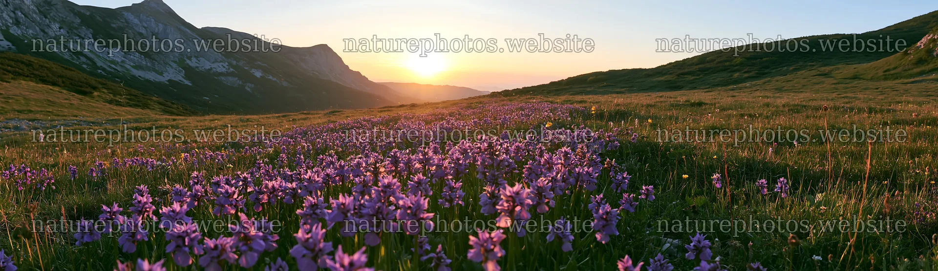 Colorful orchid meadow at sunset in the mountains – nature photos 14762x4268