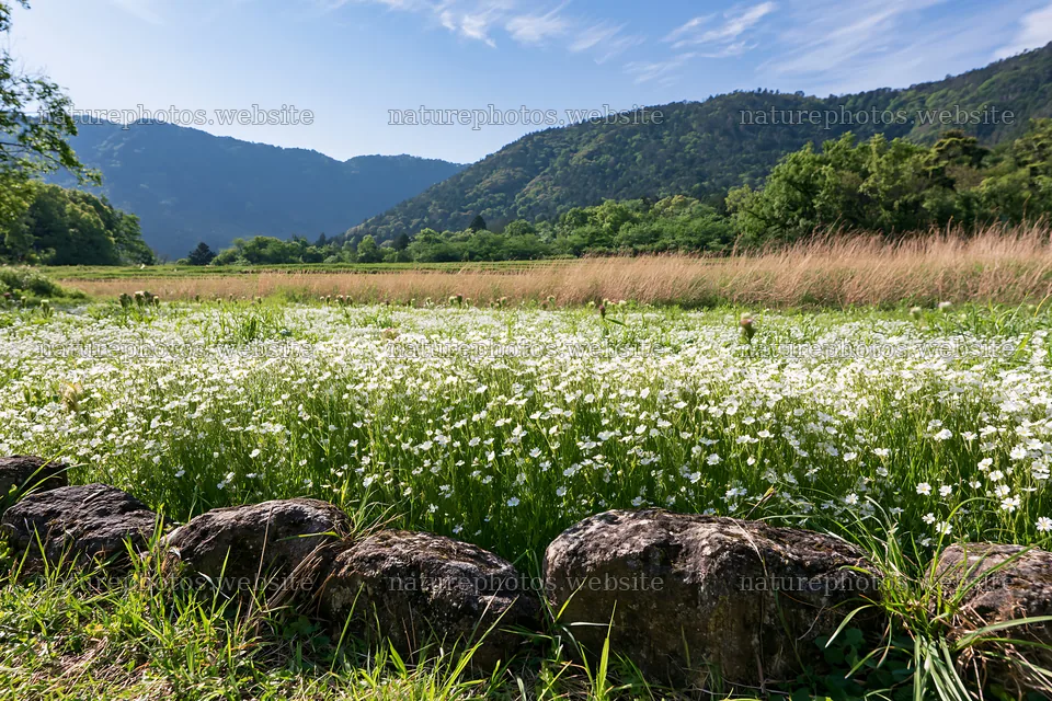 Kyoto spring wildflower meadow stone foreground – nature photos 9722x6480