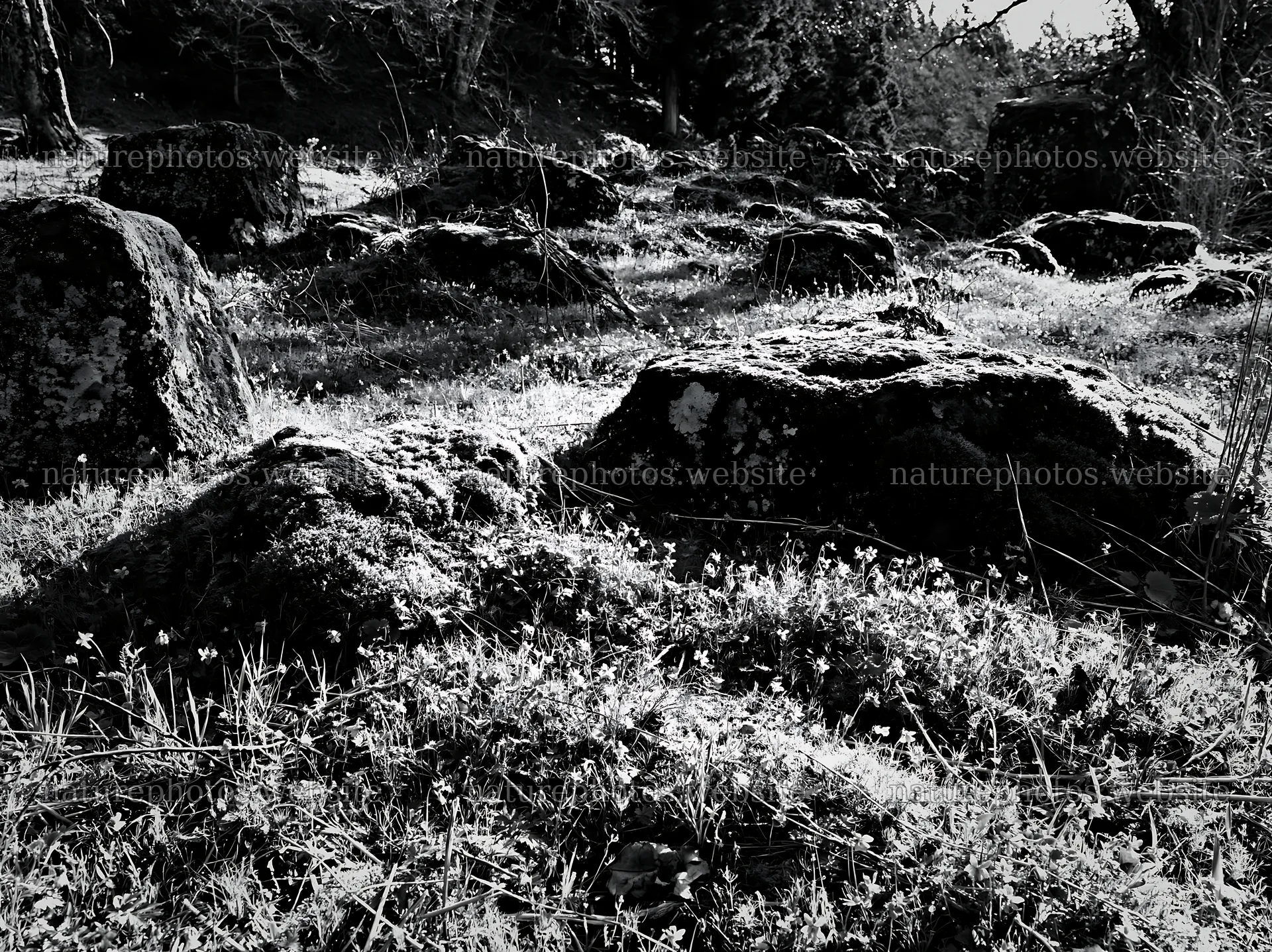 Miyagi spring recovery meadow mossy stone surrounded by flowers – nature photos 9174x6866