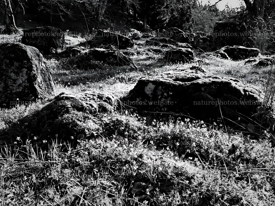 Miyagi spring recovery meadow mossy stone surrounded by flowers – nature photos 9174x6866
