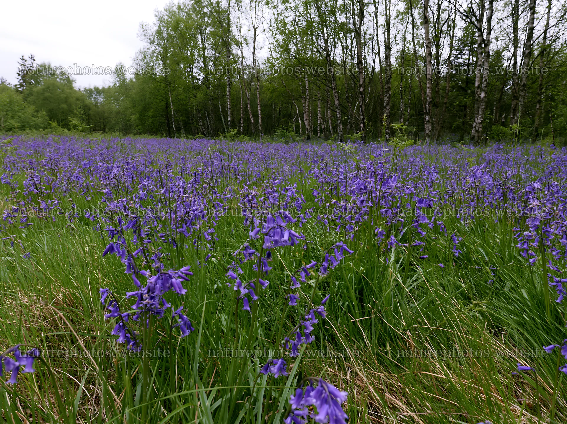 Meadow with flowers under birch woodland in spring – nature photos 9174x6866