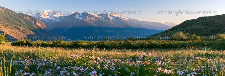 Valley apple meadow with mountains and flowers during sunset – nature photos 13690x4602