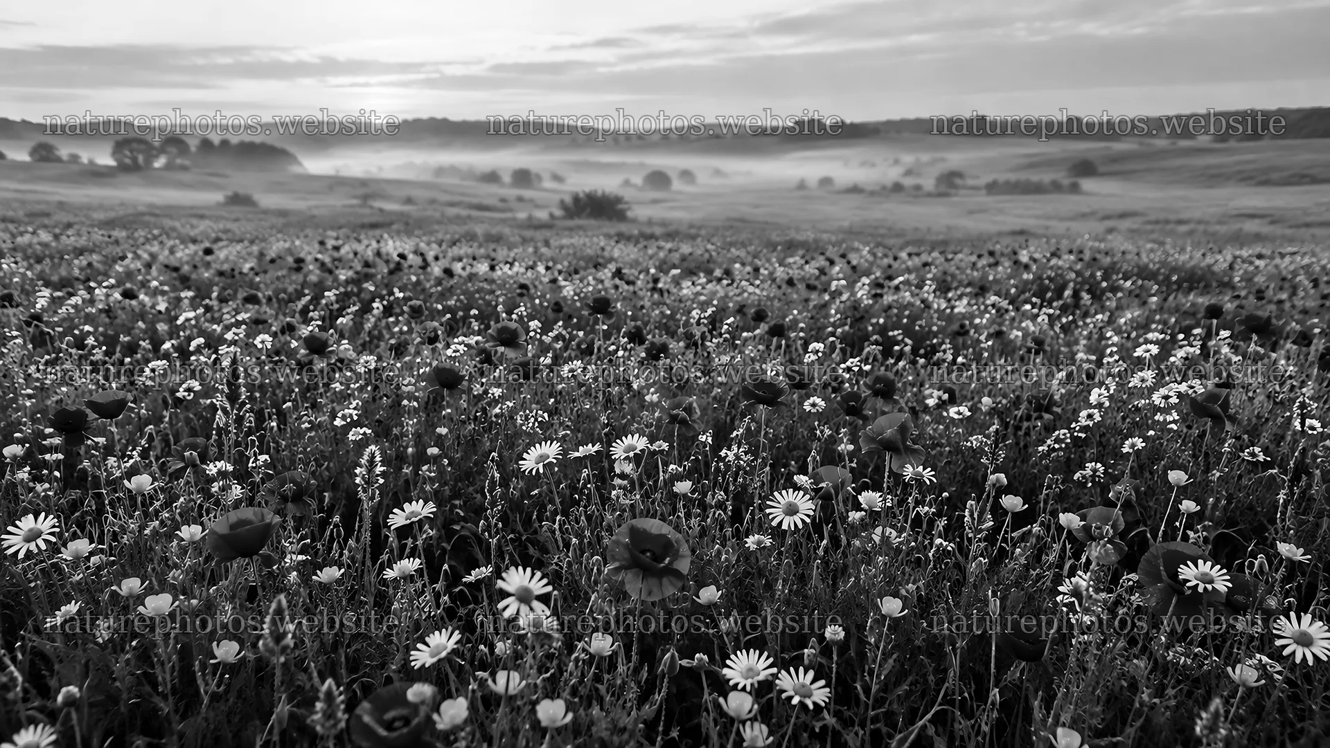 Dark Wildflower Meadow in Monochrome – nature photos 10324x5812