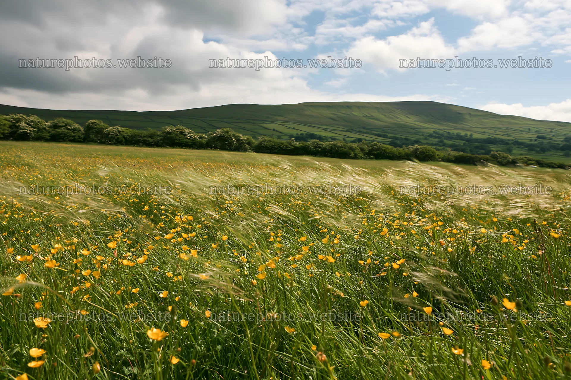 Yorkshire Dales buttercup hay meadow with rolling hills – nature photos 9722x6480