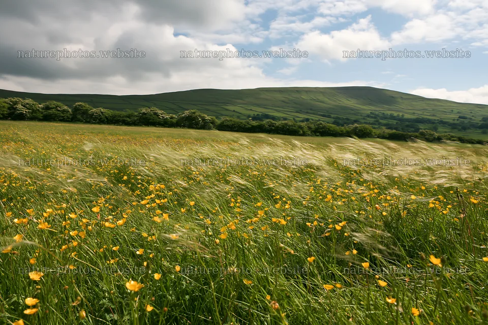 Yorkshire Dales buttercup hay meadow with rolling hills – nature photos 9722x6480