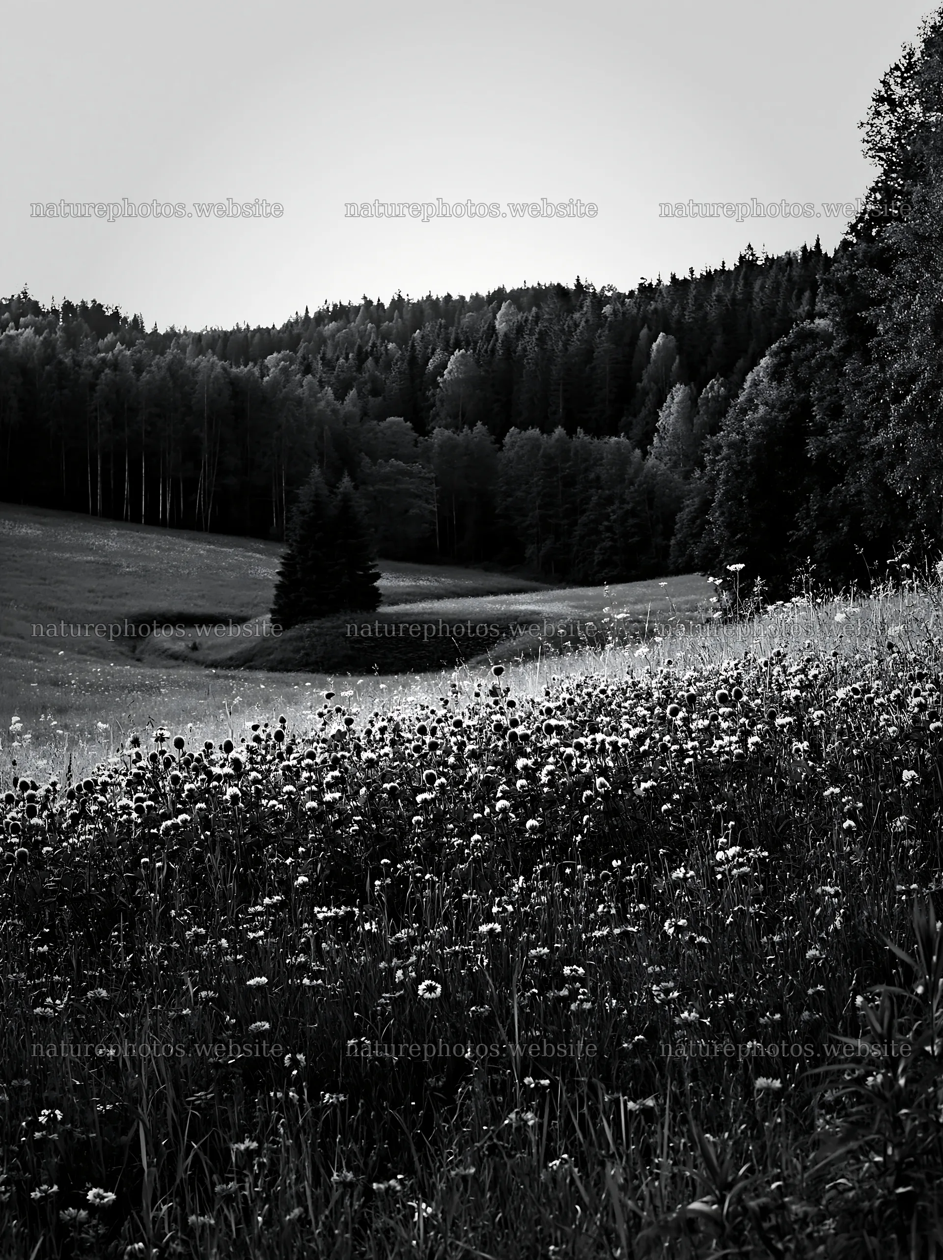 Clover cornflower meadow with trees in black and white – nature photos 6866x9174