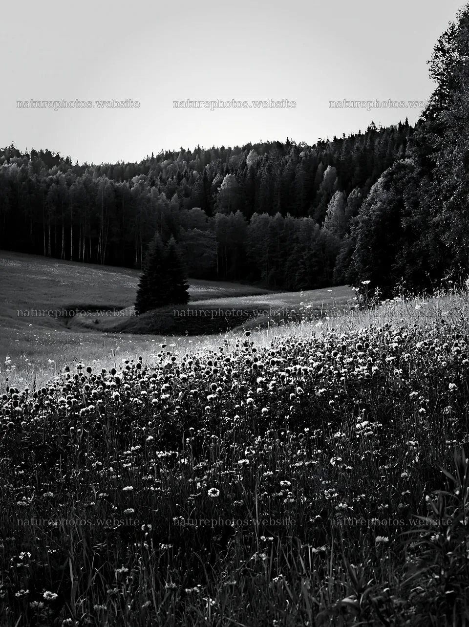 Clover cornflower meadow with trees in black and white – nature photos 6866x9174