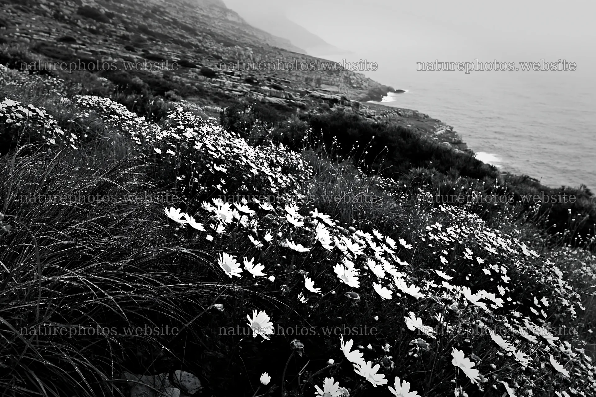 Italian meadow along rocky coast with wildflowers – nature photos 9722x6480