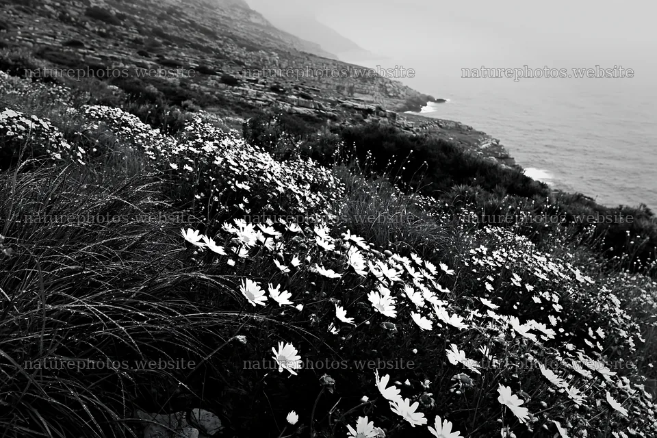 Italian meadow along rocky coast with wildflowers – nature photos 9722x6480
