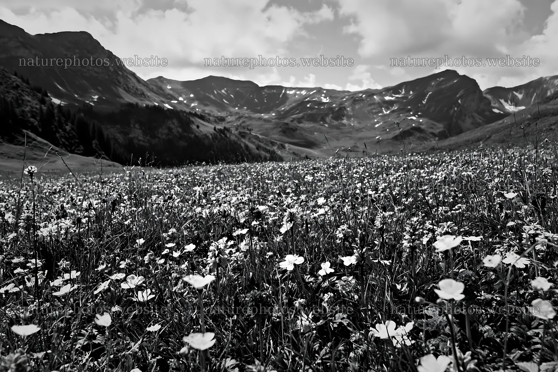 Colorful orchid meadow under cloudy sky in mountain range – nature photos 9722x6480