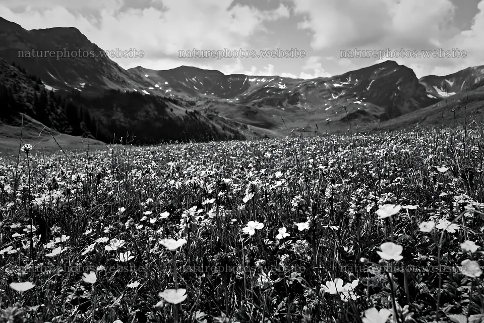 Colorful orchid meadow under cloudy sky in mountain range – nature photos 9722x6480