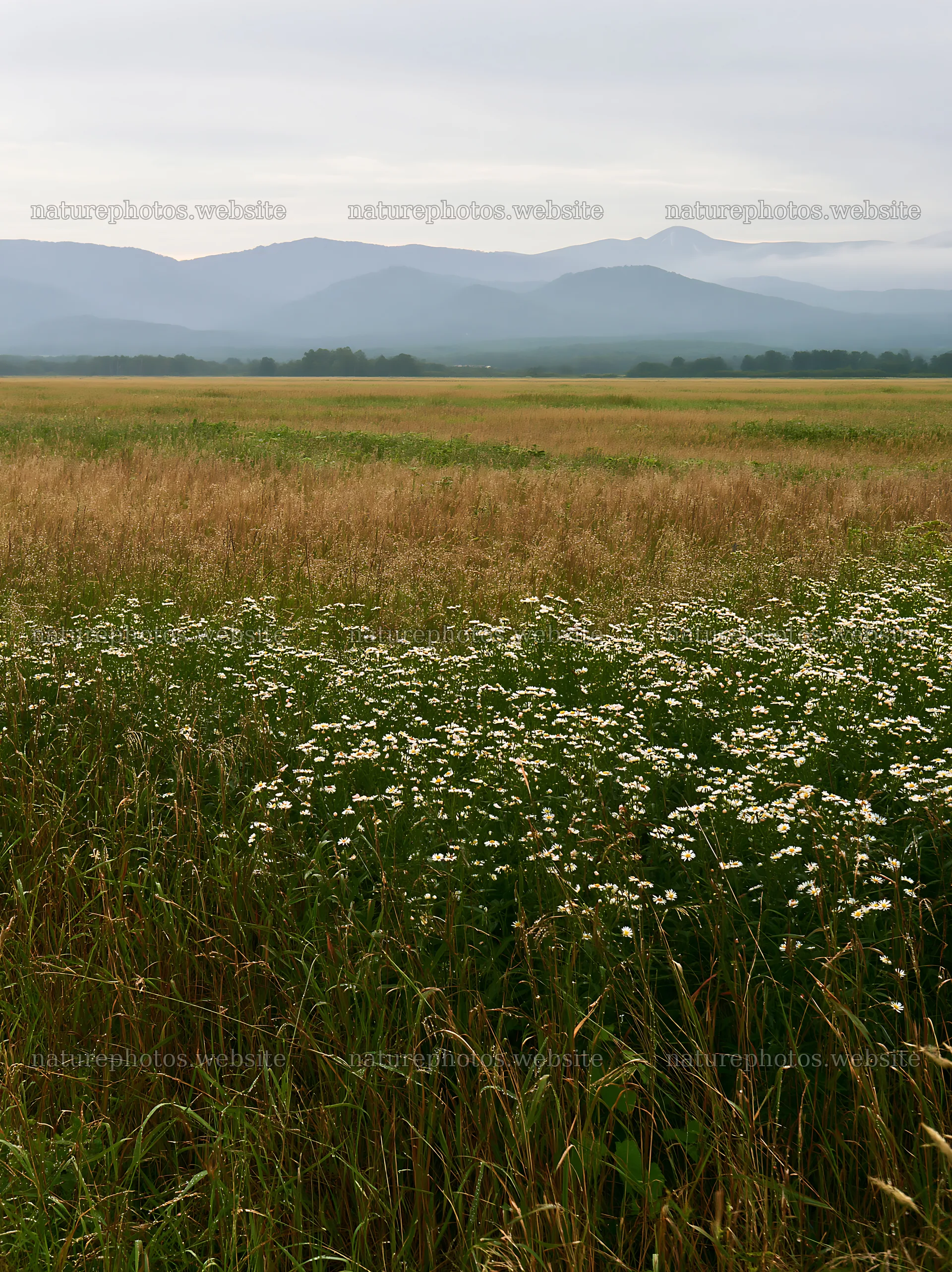 Expansive Hokkaido restoration meadow with dewdrops – nature photos 6866x9174