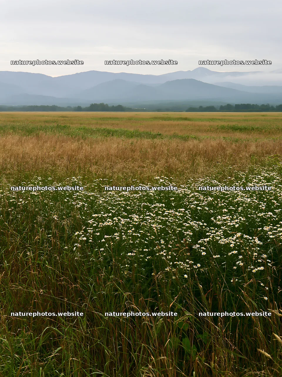 Expansive Hokkaido restoration meadow with dewdrops – nature photos 6866x9174