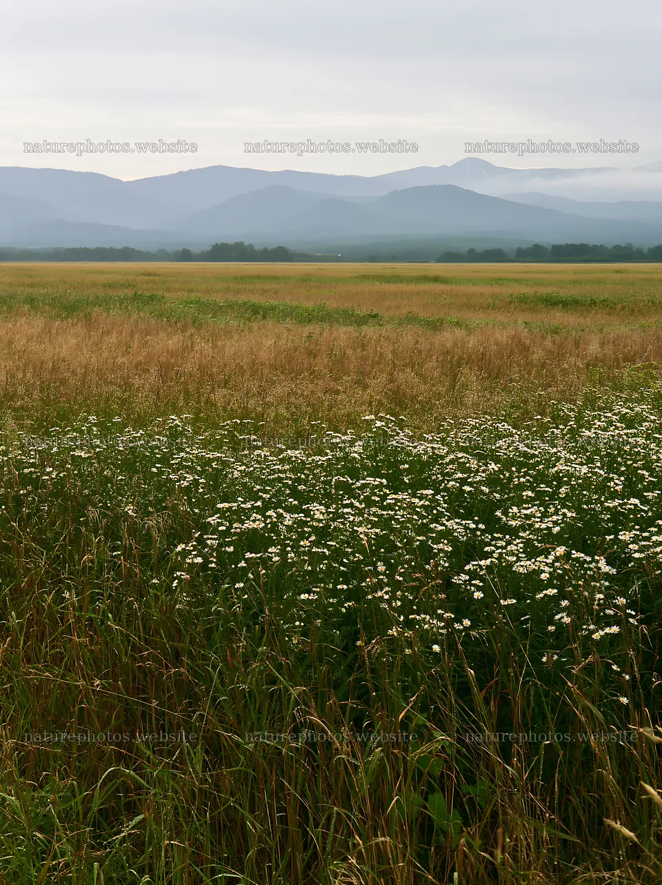 Expansive Hokkaido restoration meadow with dewdrops – nature photos 6866x9174