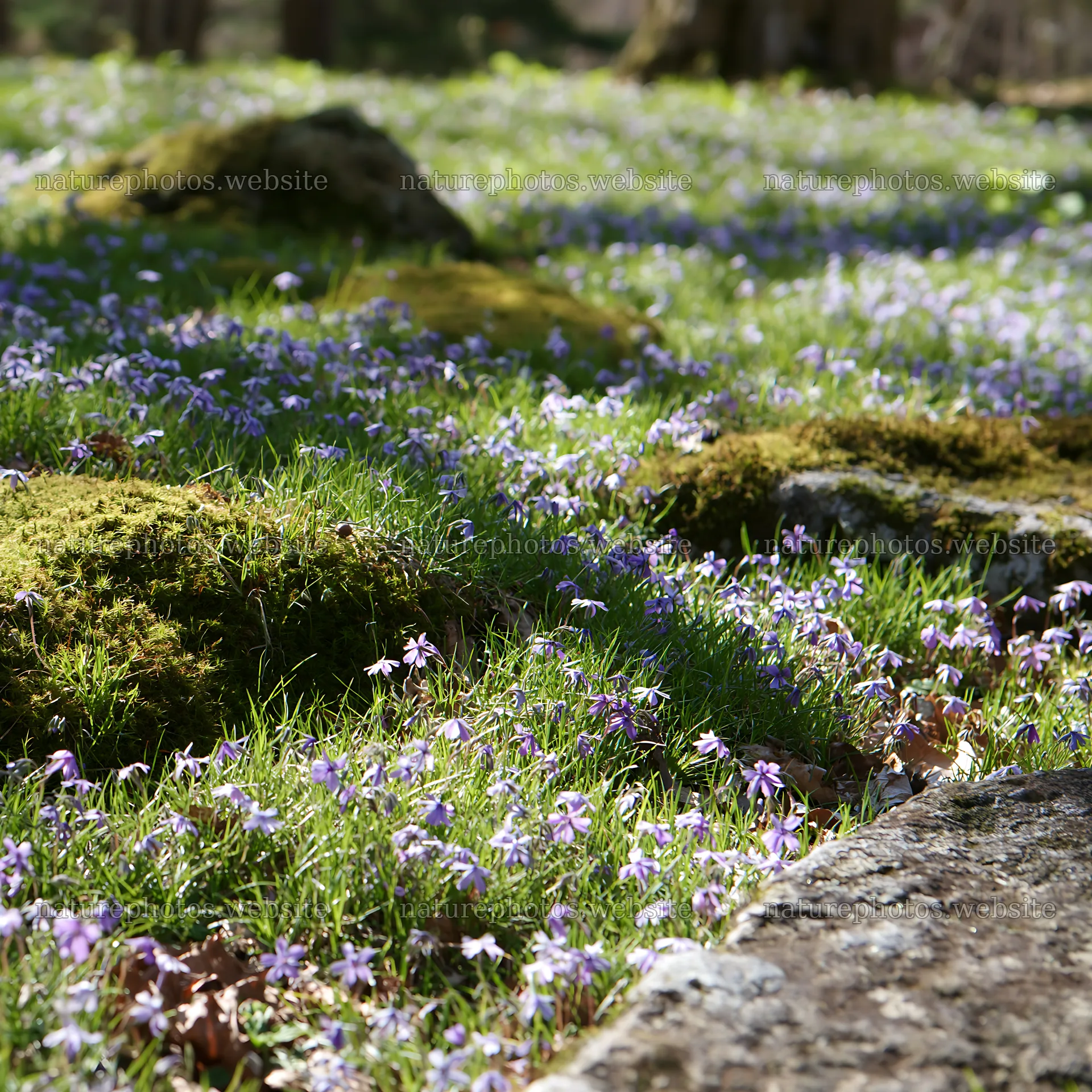 Miyagi spring recovery meadow with mossy stones and flowers – nature photos 7938x7938