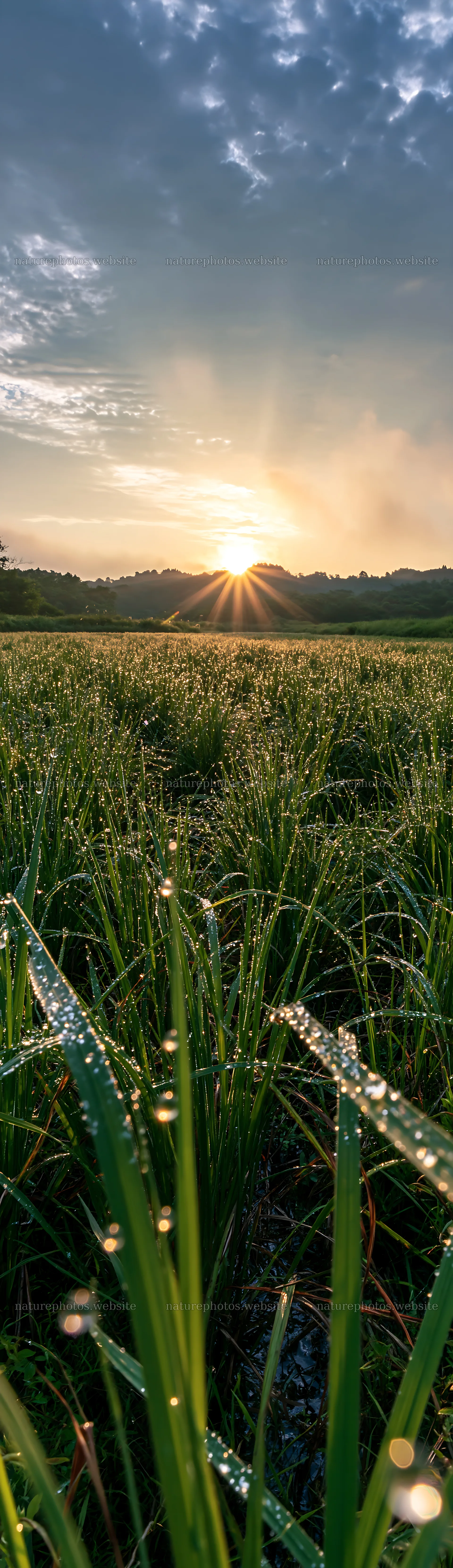 Miyazaki sunrise over meadow with dew covered sedges – nature photos 4268x14762