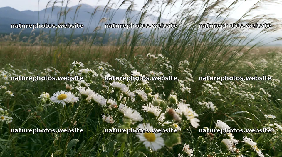 Niigata floodplain restoration meadow dew foreground – nature photos 10608x5938