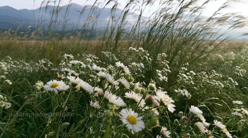 Niigata floodplain restoration meadow dew foreground – nature photos 10608x5938
