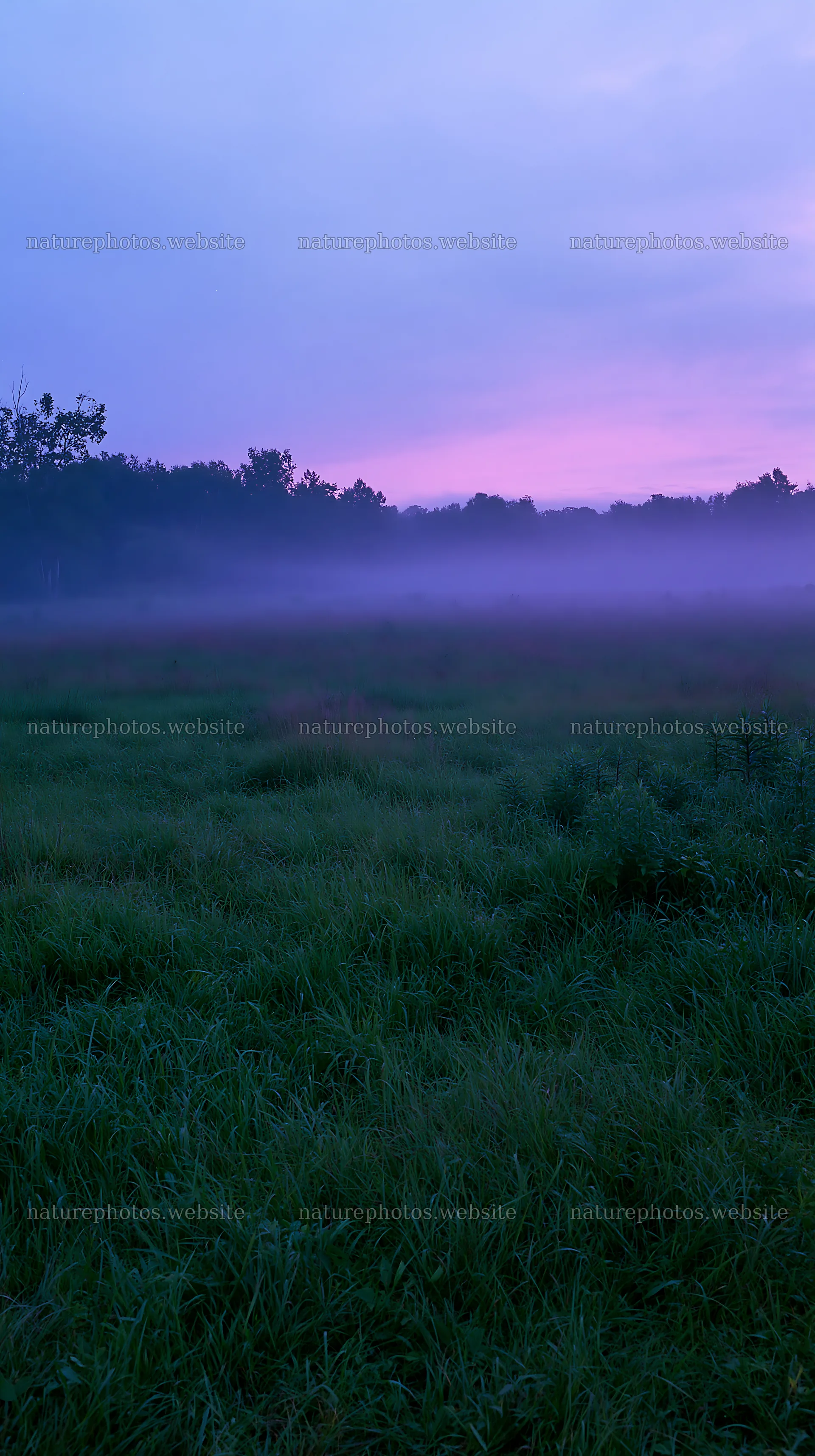 Niigata floodplain restoration meadow dew foreground – nature photos 5938x10608