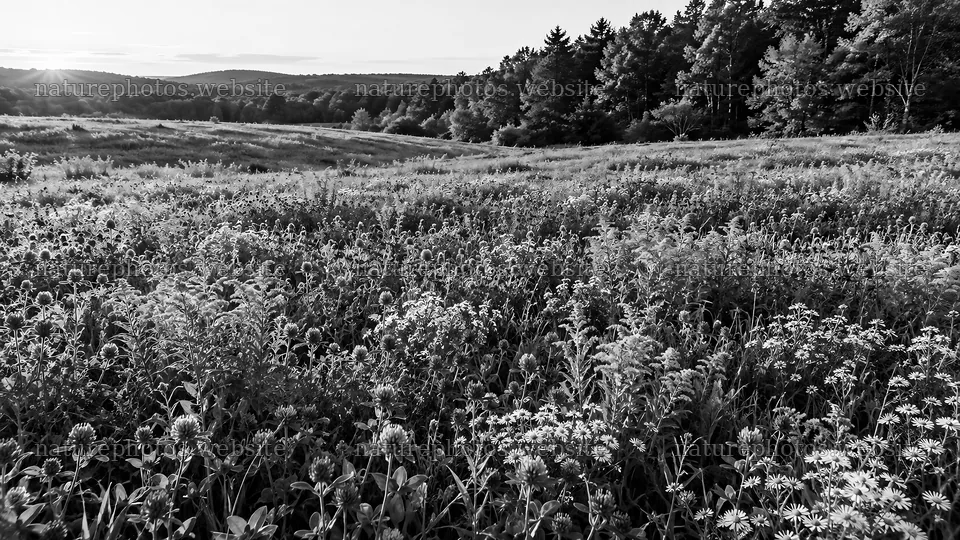 Black and White Forest Edge and Wildflower Meadow – nature photos 10324x5812
