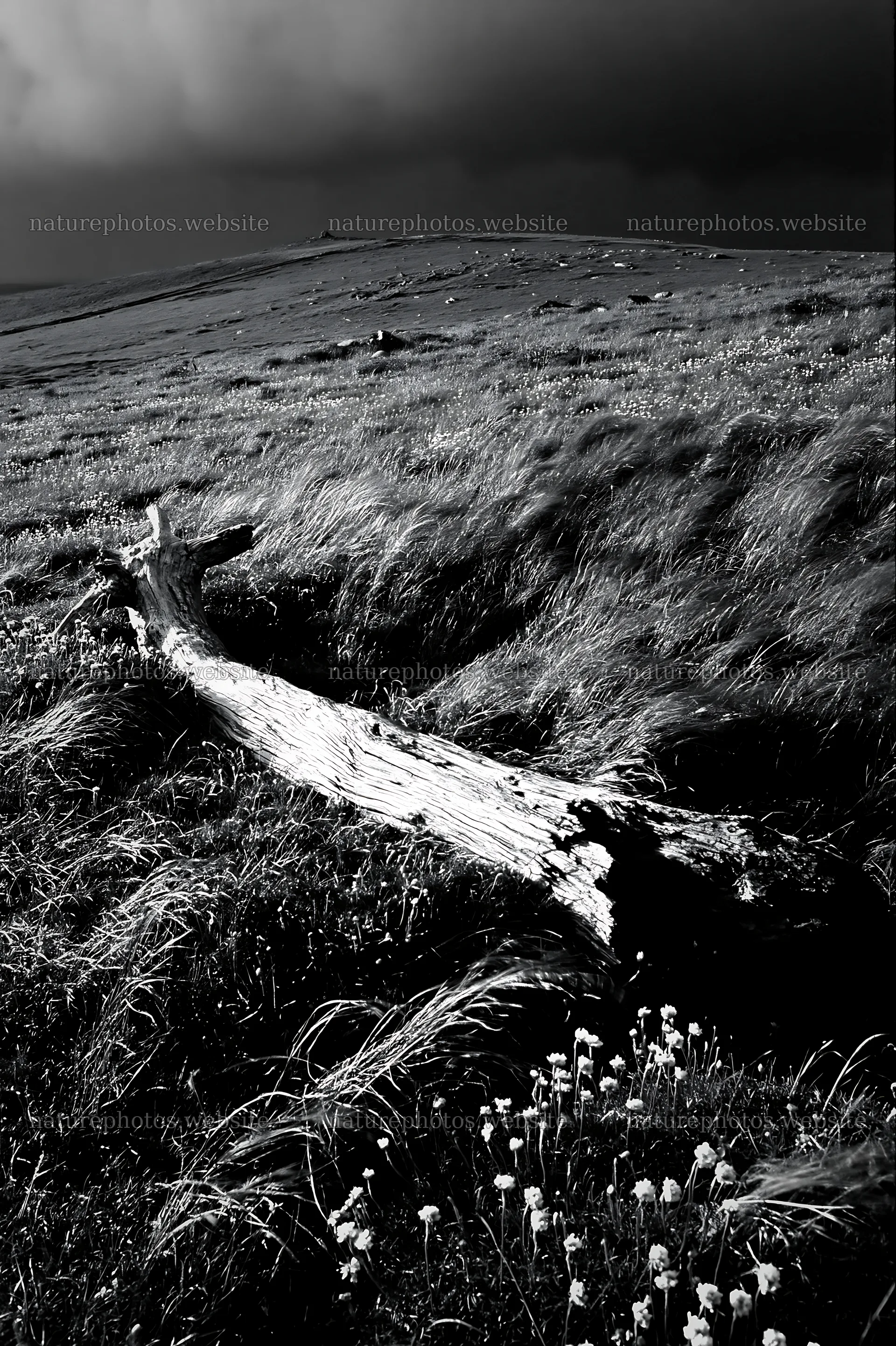 Weathered log in a meadow under cloudy skies – nature photos 6480x9722