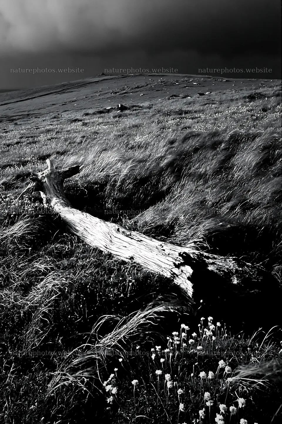 Weathered log in a meadow under cloudy skies – nature photos 6480x9722