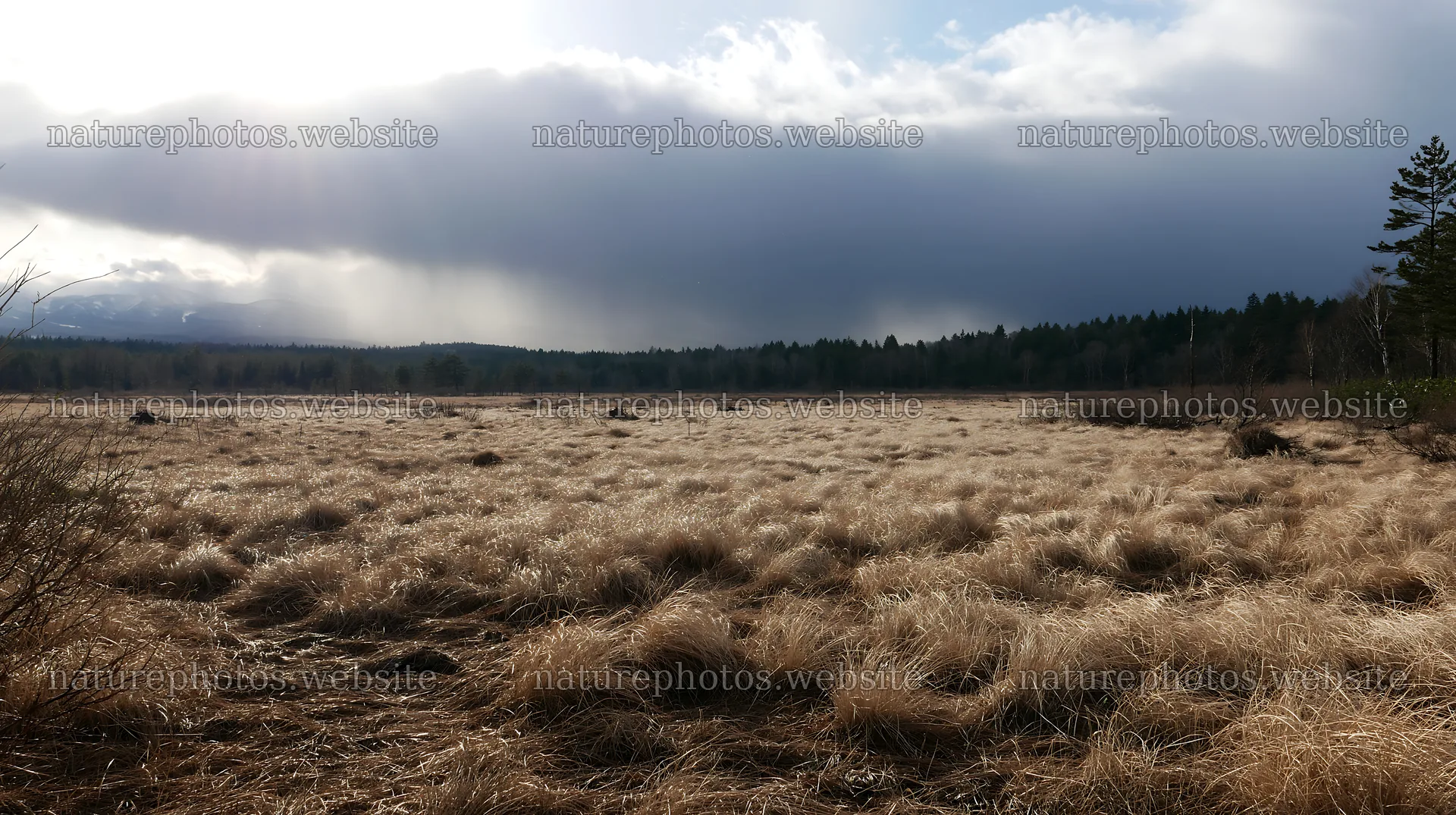 Akita snowmelt meadow with silver grasses under cloudy sky – nature photos 10608x5938