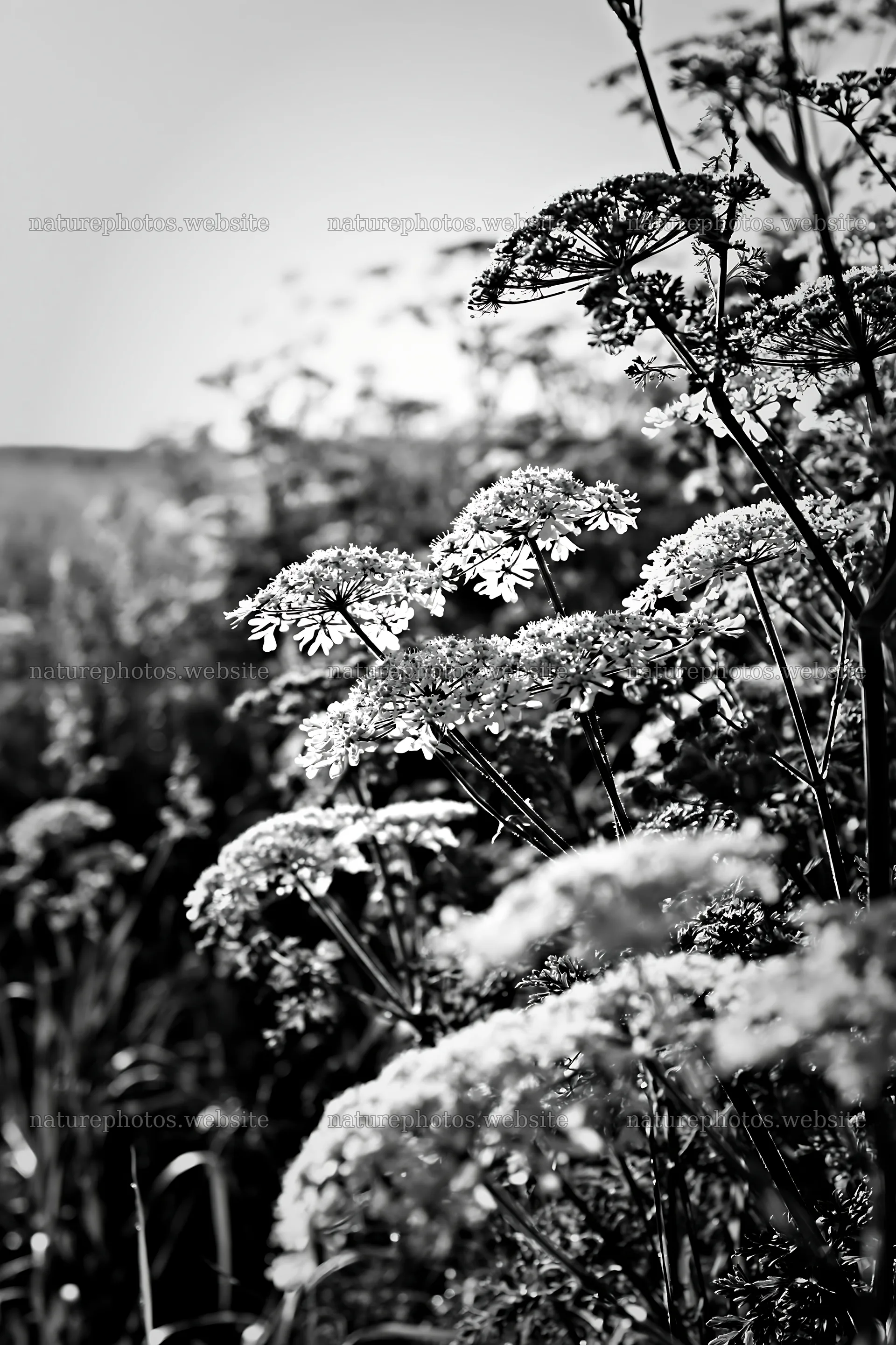 Sunny white umbel meadow in black and white – nature photos 6480x9722