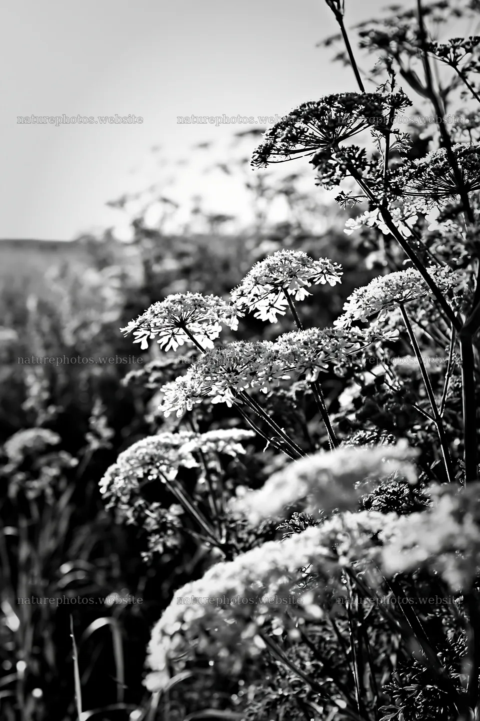 Sunny white umbel meadow in black and white – nature photos 6480x9722