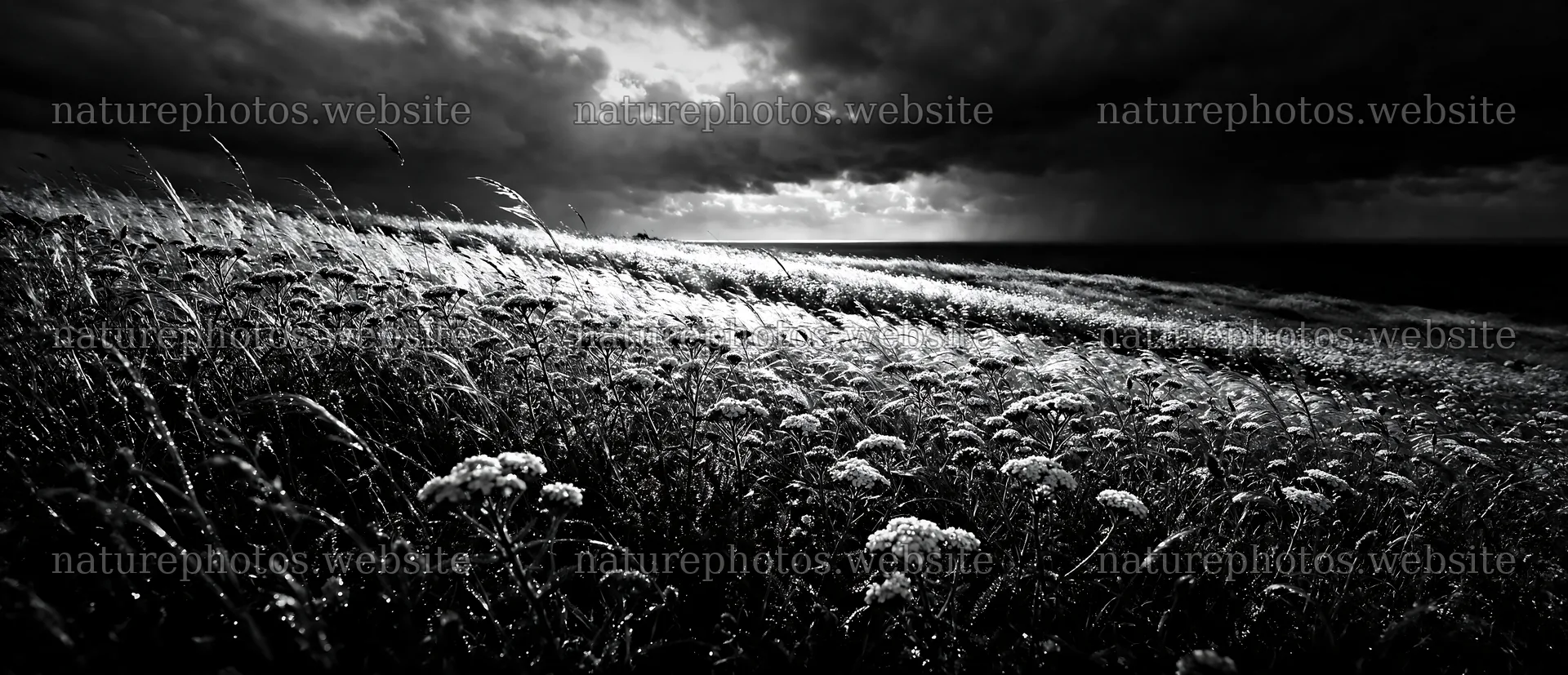 Dewy meadow with flowers under dark clouds over the ocean – nature photos 12094x5210