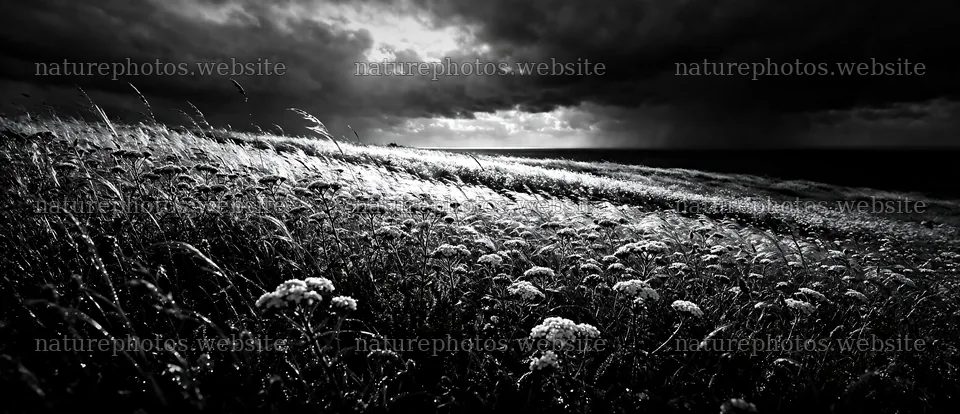 Dewy meadow with flowers under dark clouds over the ocean – nature photos 12094x5210