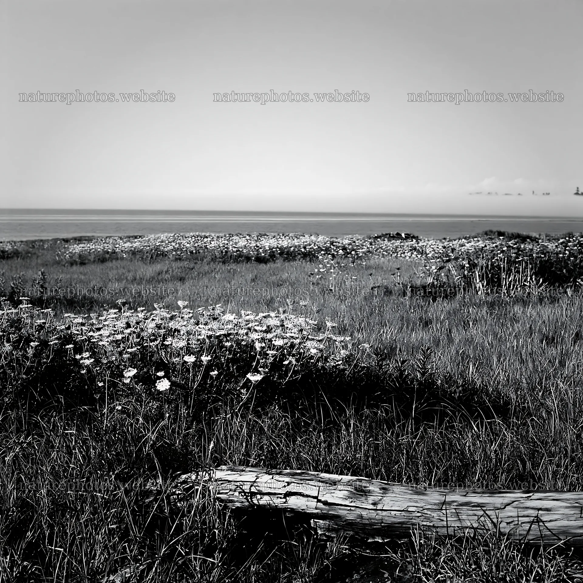 Chiba coastal climate meadow driftwood foreground – nature photos 7938x7938