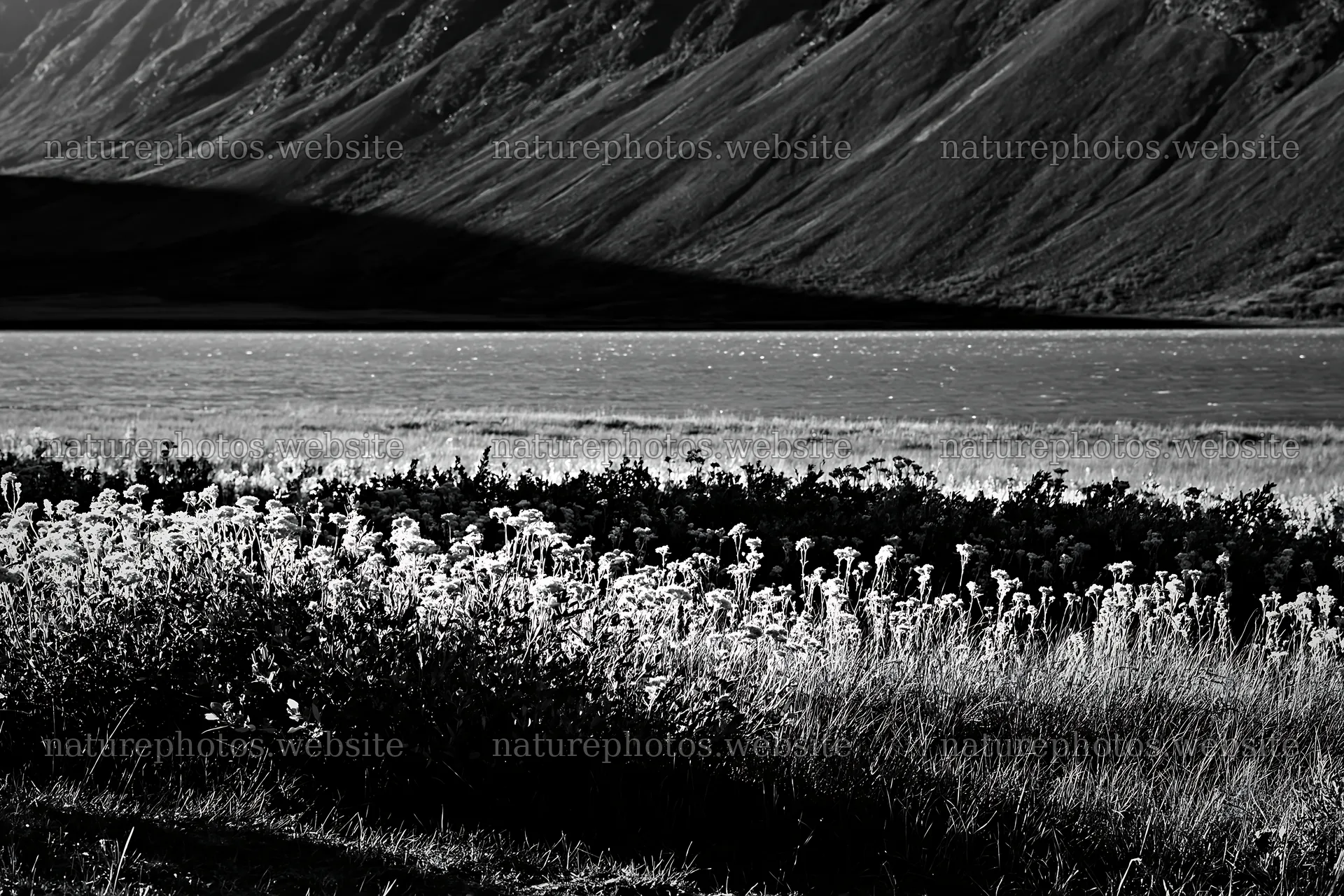 Jotunheimen valley with wildflowers and sunbeams – nature photos 9722x6480
