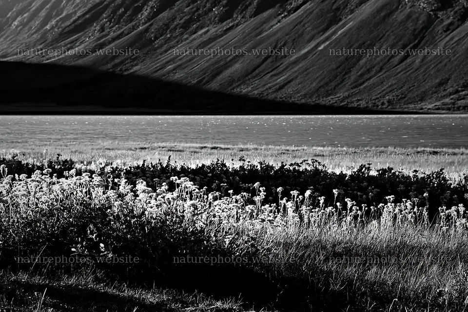 Jotunheimen valley with wildflowers and sunbeams – nature photos 9722x6480