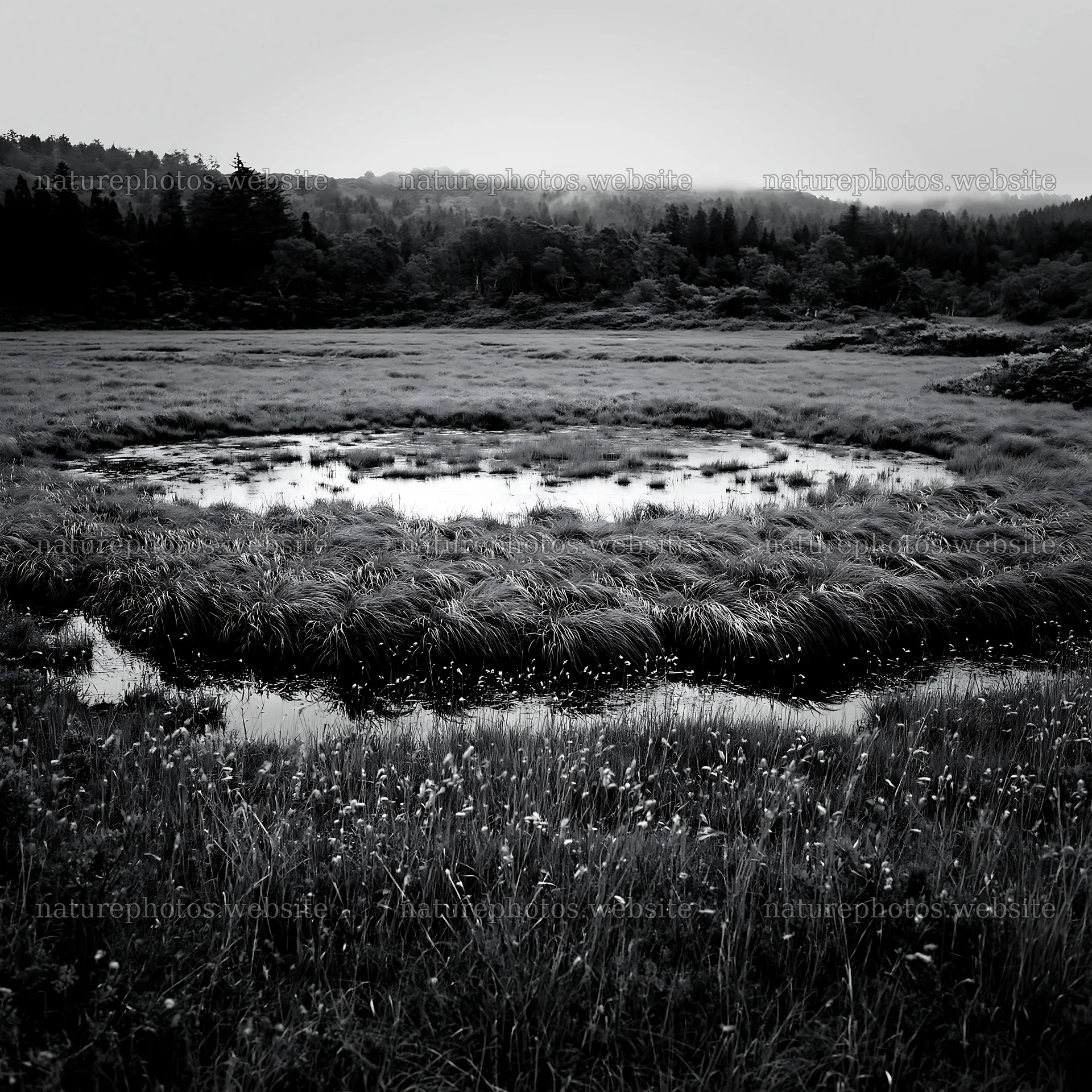 Iwate rain refreshed meadow seedhead foreground – nature photos 7938x7938