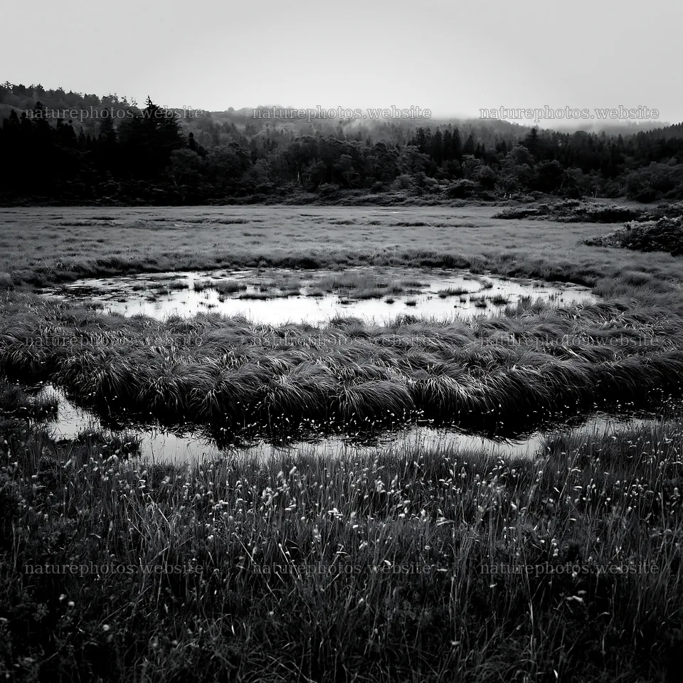 Iwate rain refreshed meadow seedhead foreground – nature photos 7938x7938