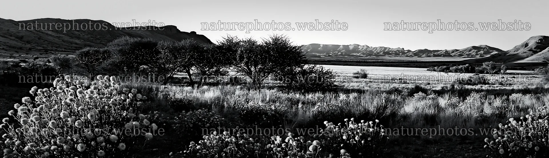 Expansive meadow with drought tolerant plants and mountains – nature photos 14762x4268