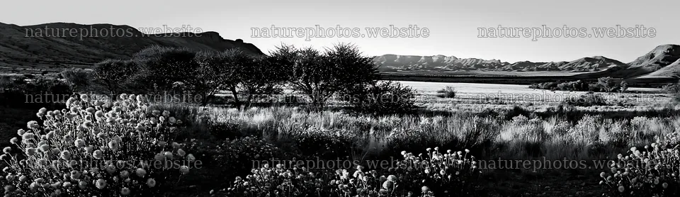 Expansive meadow with drought tolerant plants and mountains – nature photos 14762x4268