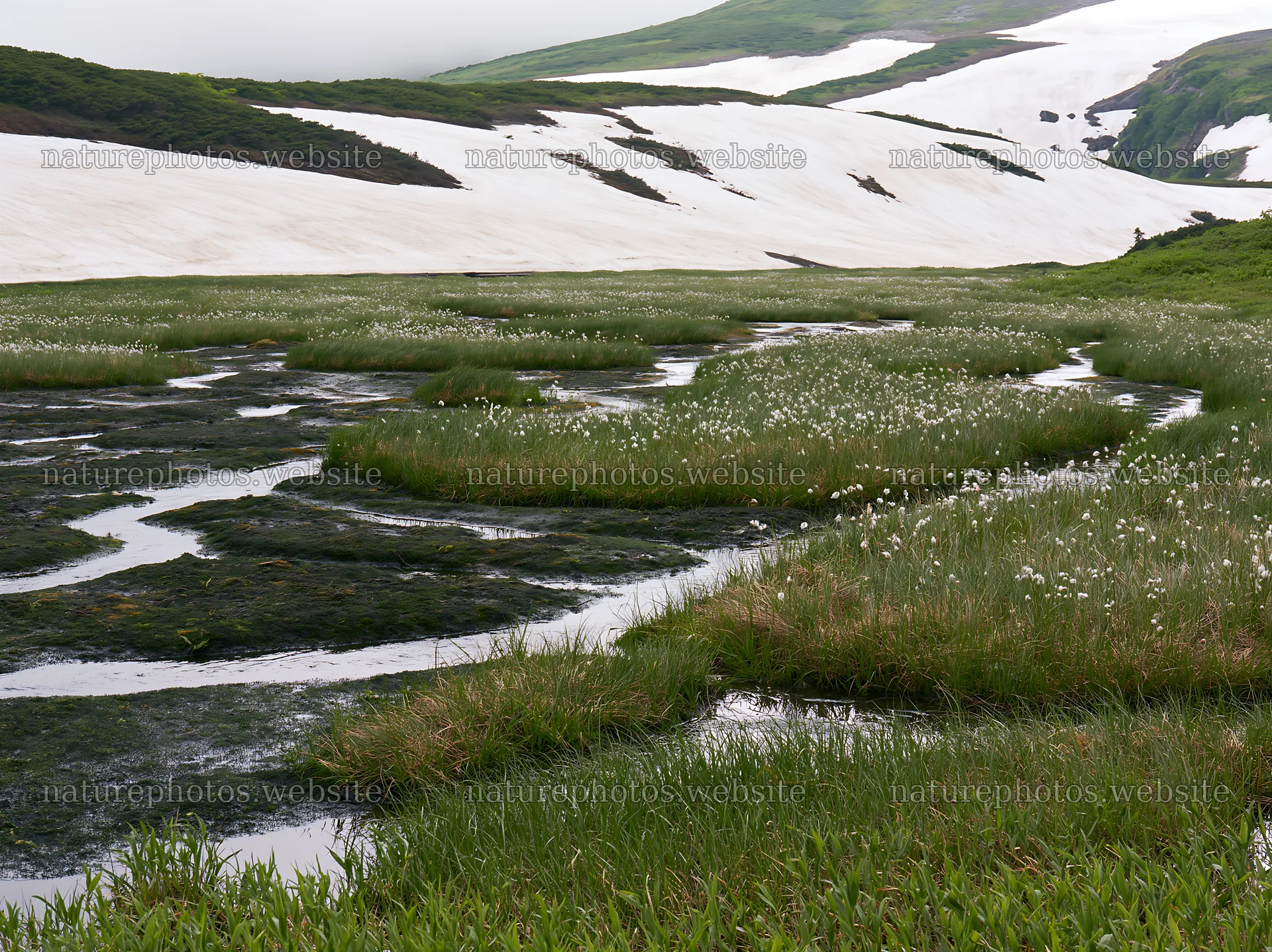 Akita snowmelt meadow with silver grasses in springtime – nature photos 9174x6866