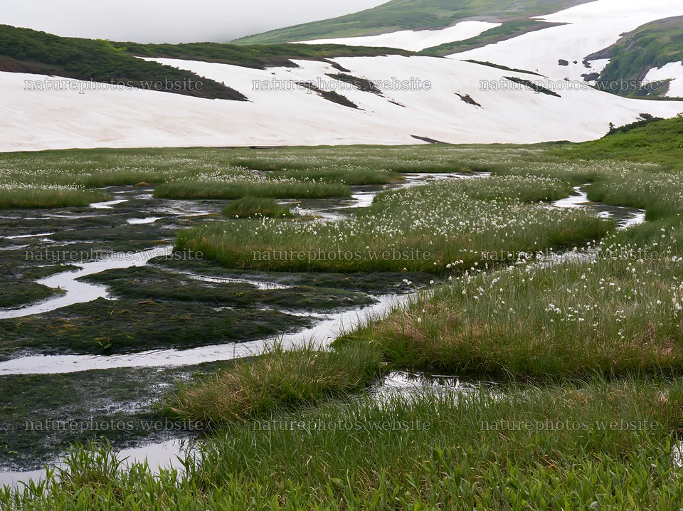 Akita snowmelt meadow with silver grasses in springtime – nature photos 9174x6866