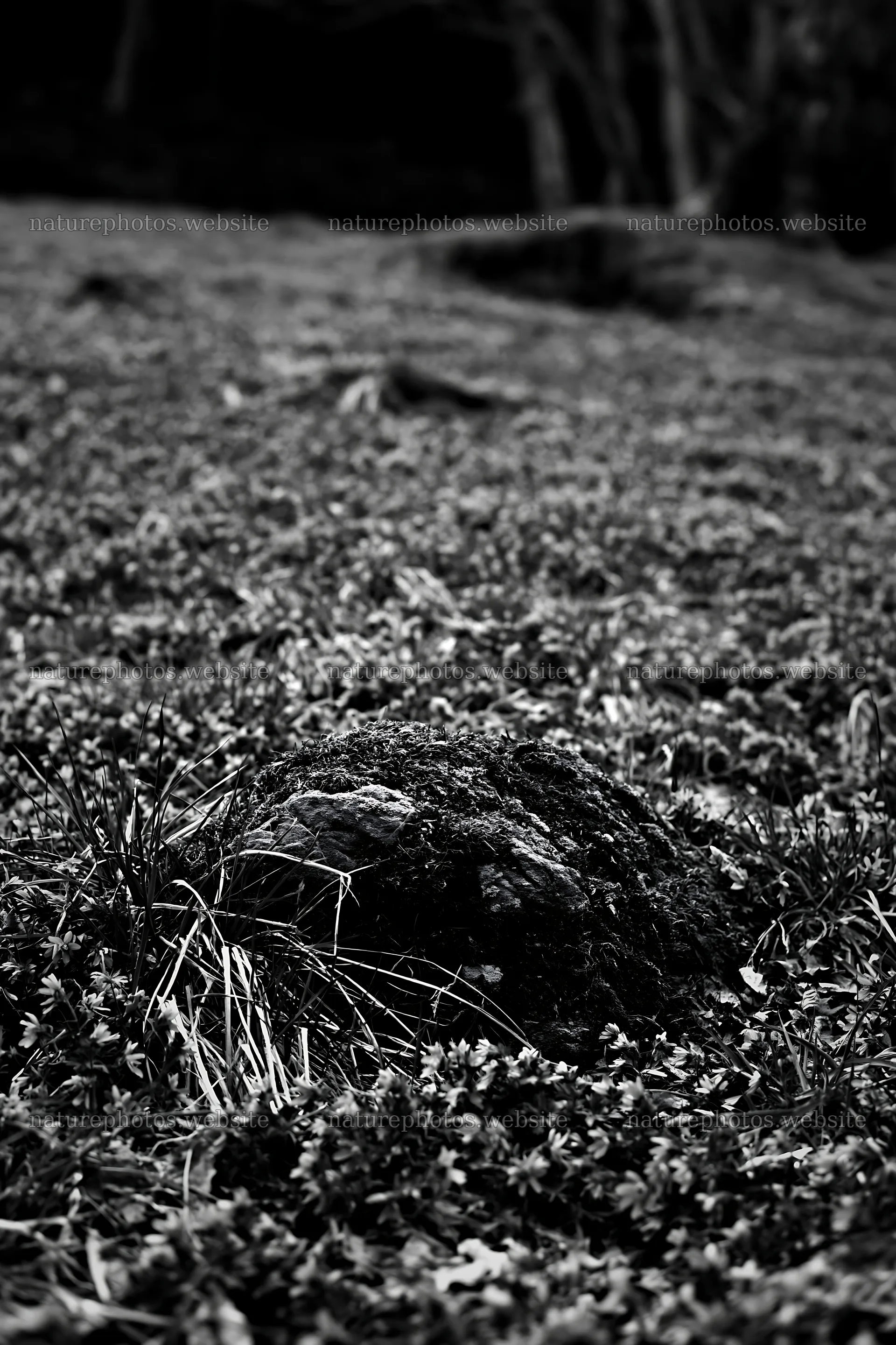 Miyagi spring recovery meadow mossy stone is surrounded by flowers – nature photos 6480x9722