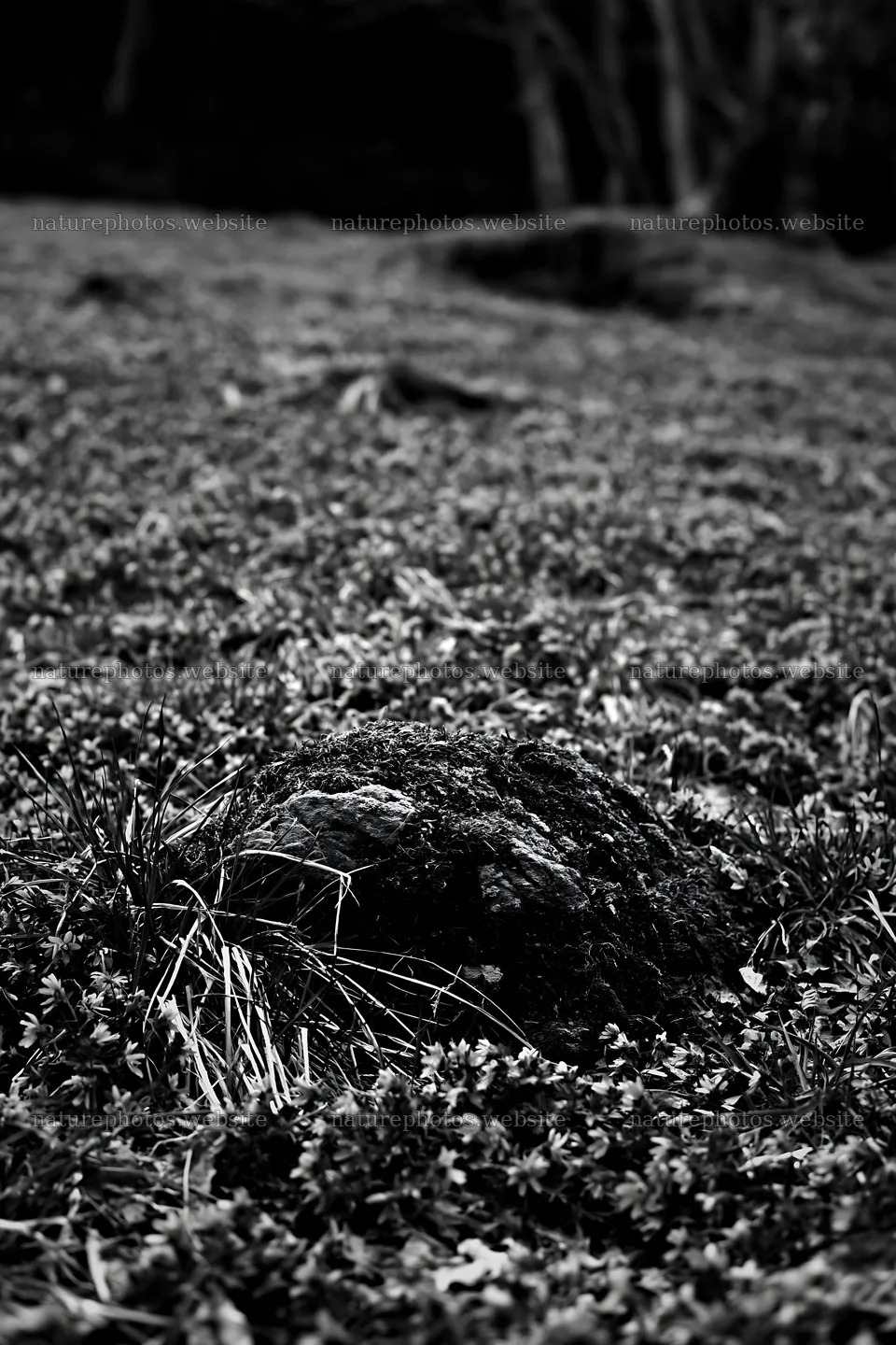 Miyagi spring recovery meadow mossy stone is surrounded by flowers – nature photos 6480x9722