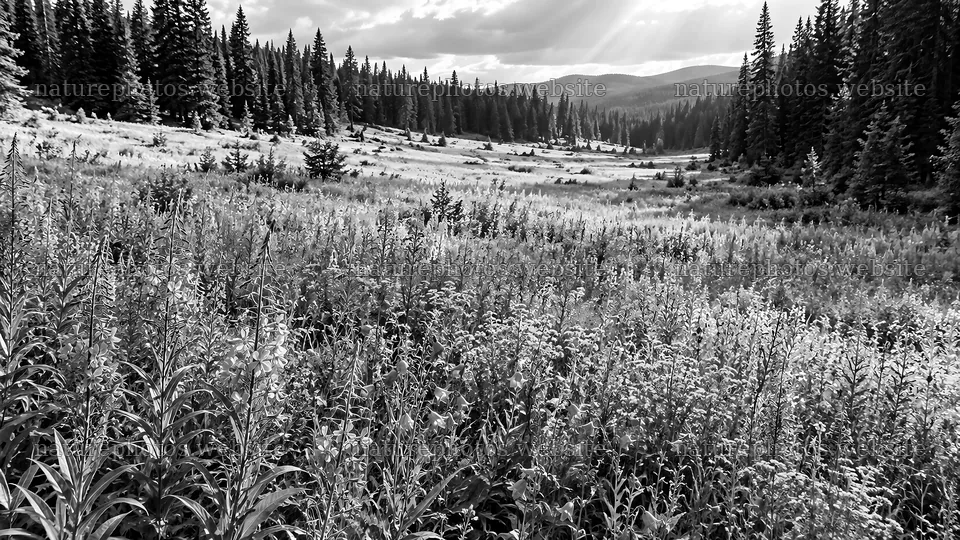 Black and White Forest Meadow Landscape – nature photos 10324x5812