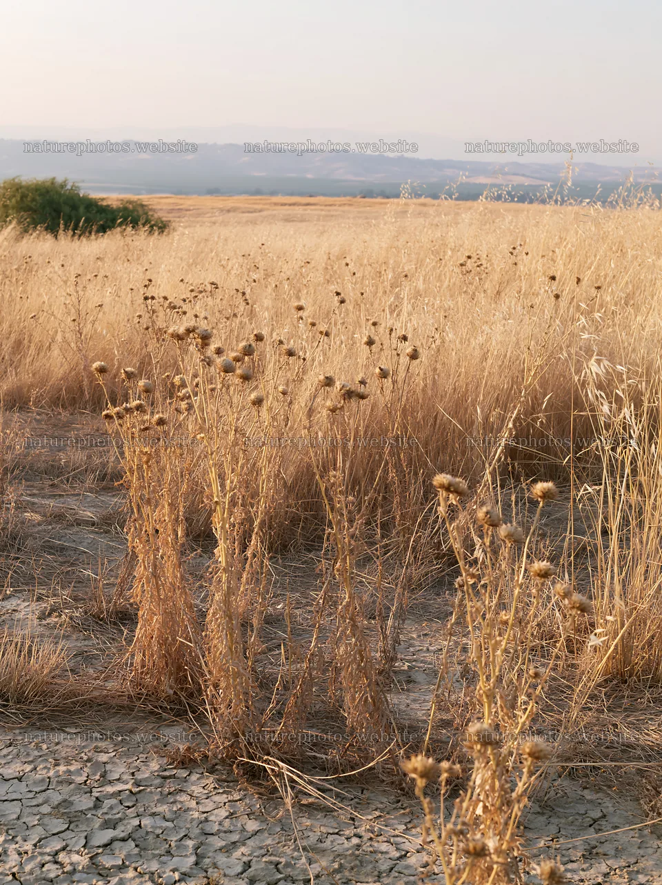 Drought-tolerant meadow with dry grass and wild plants – nature photos 6866x9174