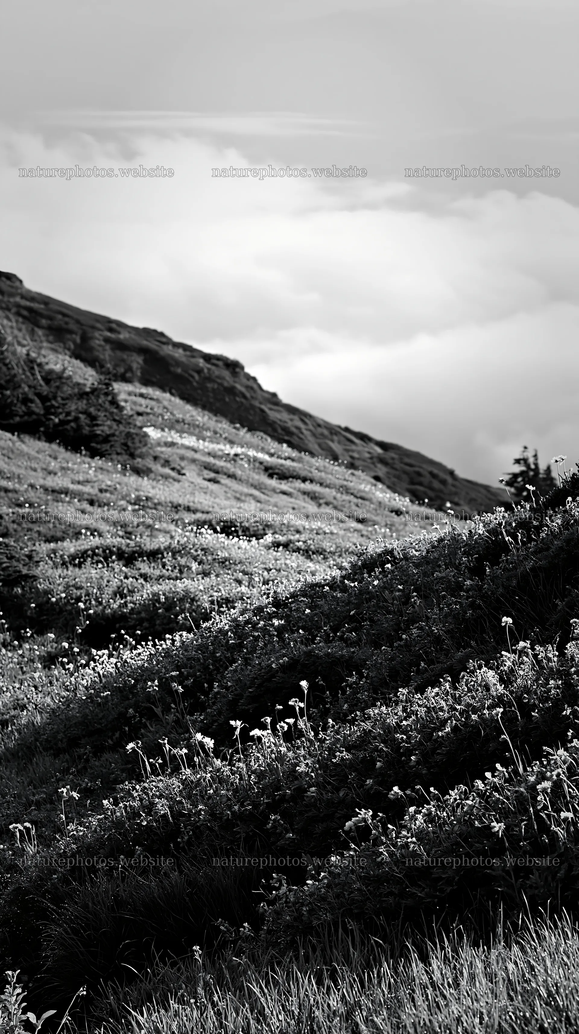 Silver dew meadow with flowers and green hills under cloudy sky – nature photos 5938x10608