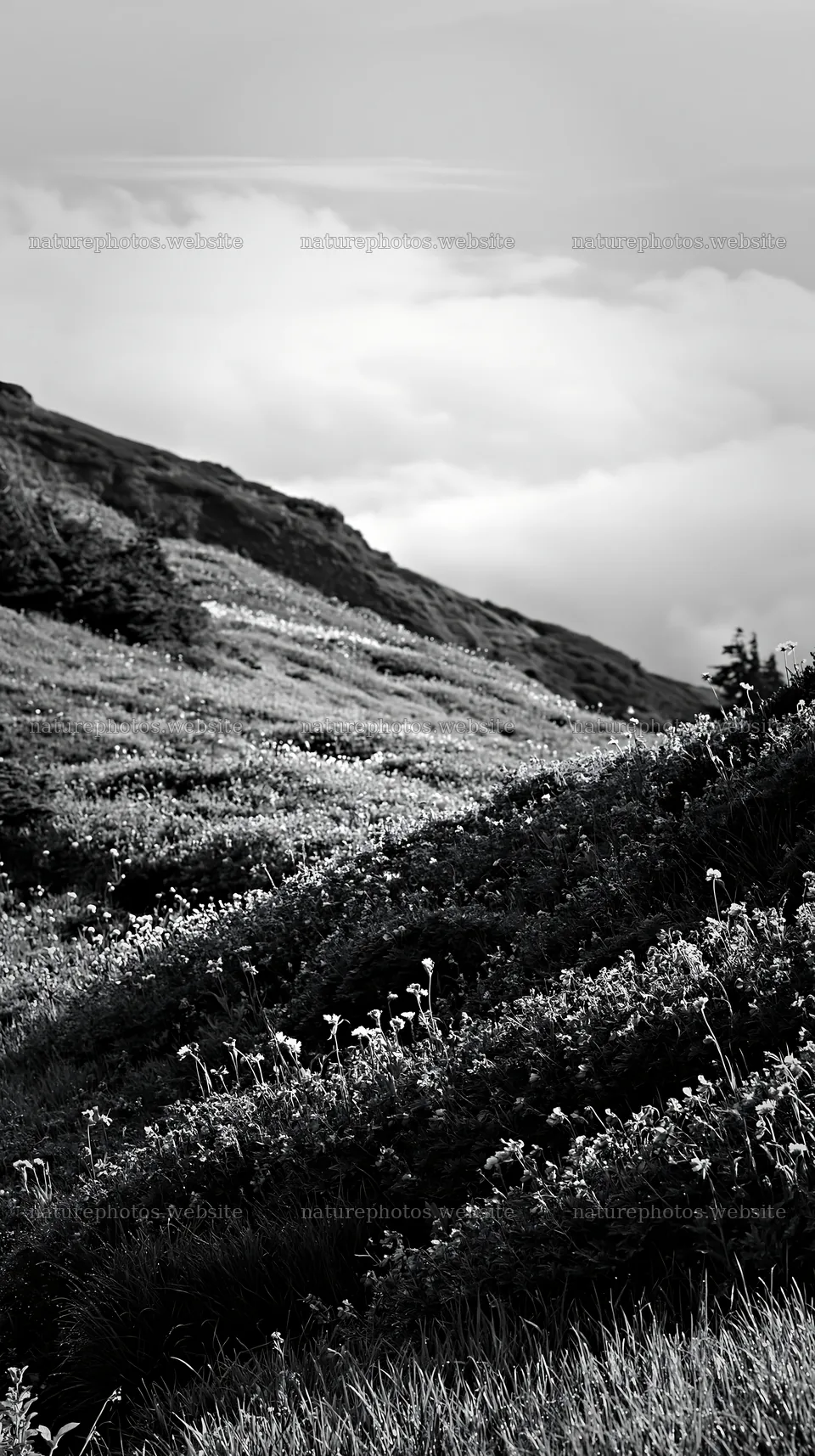Silver dew meadow with flowers and green hills under cloudy sky – nature photos 5938x10608