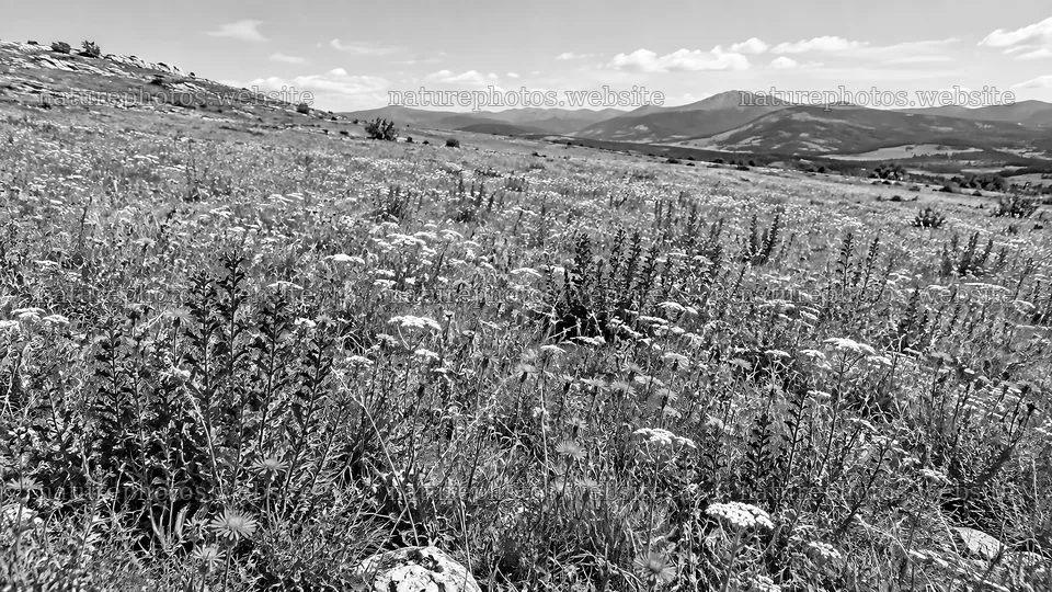 Monochrome Wildflower Meadow Beneath Mountain Ridges – nature photos 10324x5812