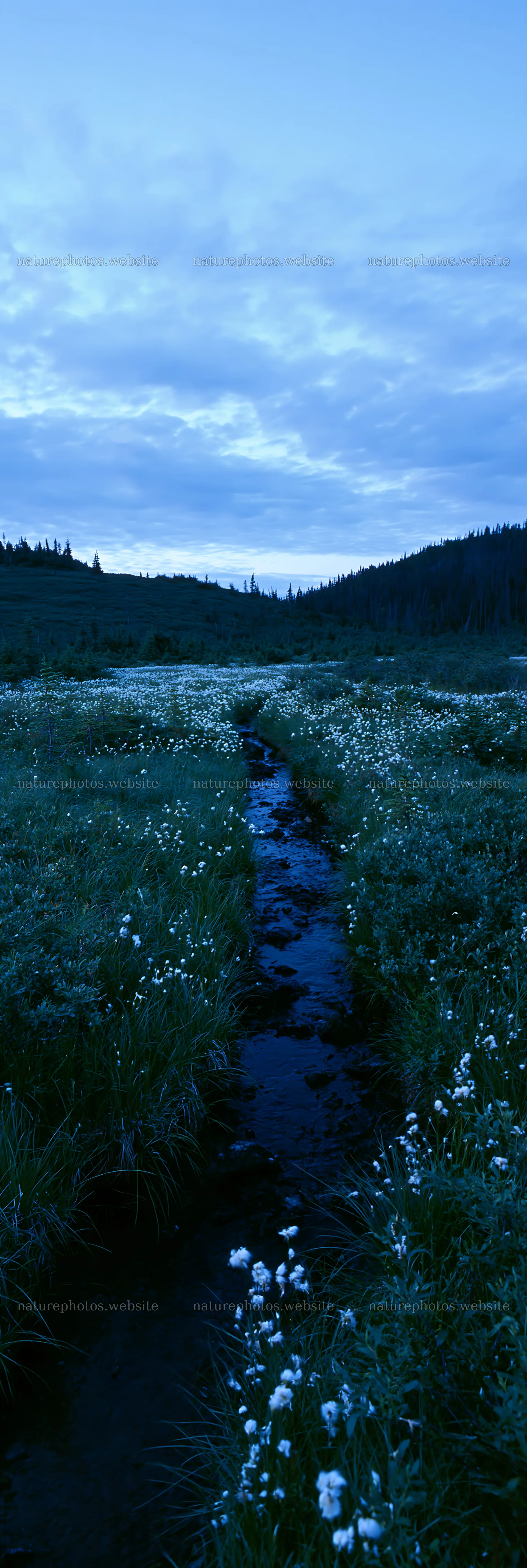 High contrast meadow brook landscape at dusk – nature photos 4602x13690