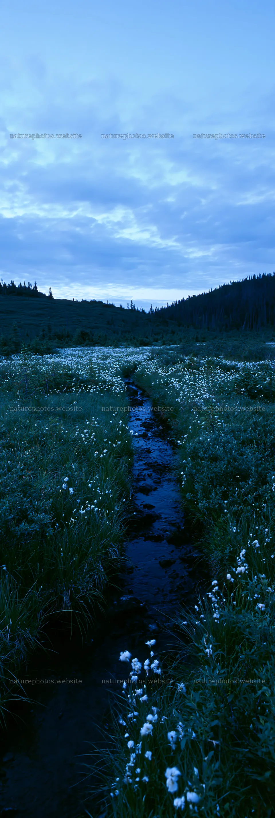 High contrast meadow brook landscape at dusk – nature photos 4602x13690