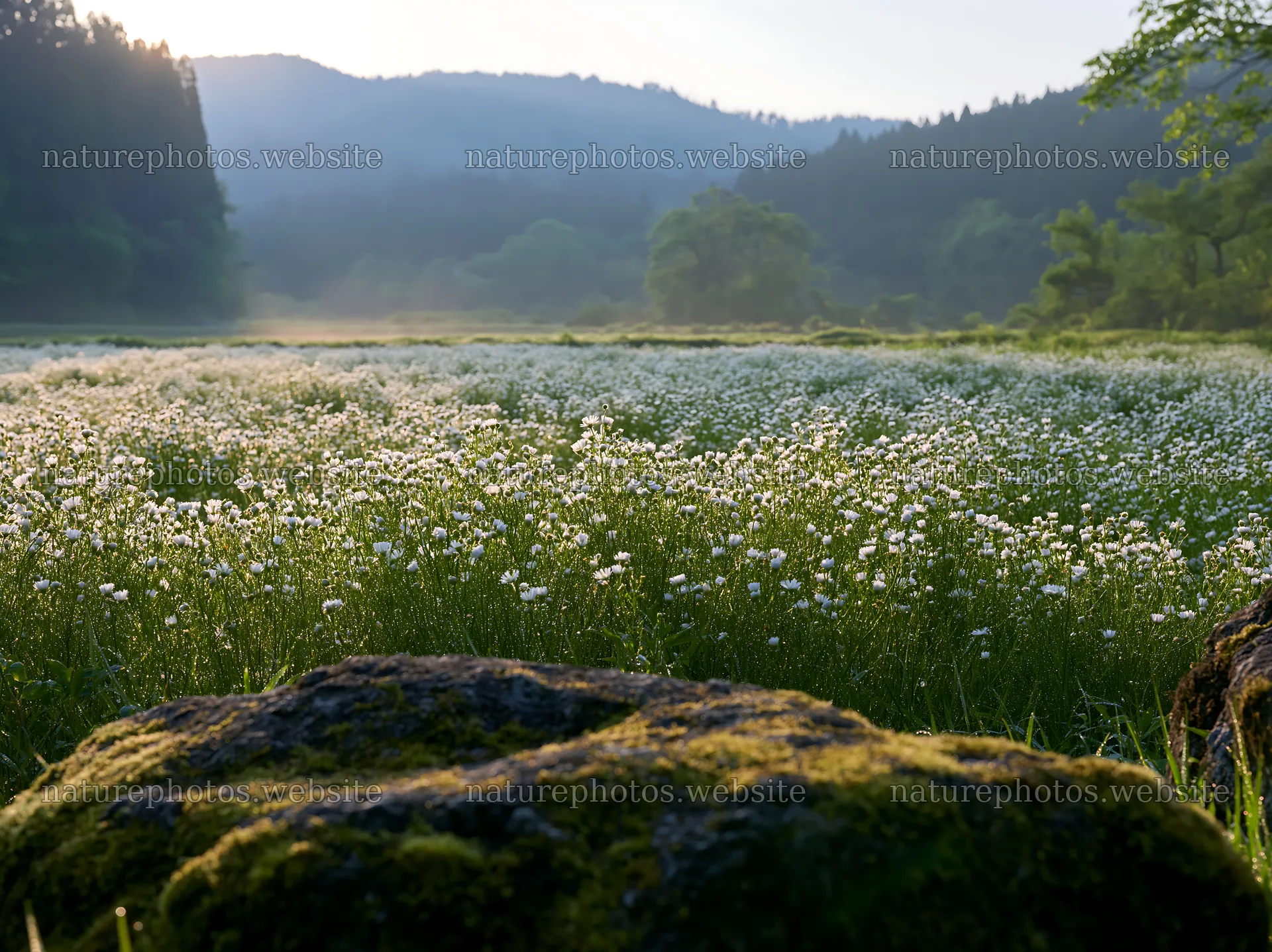 Kyoto spring wildflower meadow stone foreground – nature photos 9174x6866